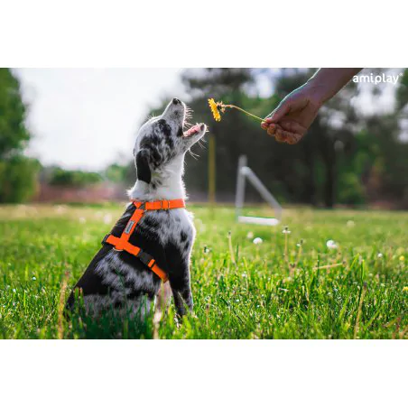 Amiplay Guard Samba szelki regulowane M pomarańczowy-5143