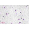 CALITTI NON-CLUMPING CRYSTALS LAVENDER 3,8 L żwirek silikonowy dla kotów niezbrylający antybakteryjny, chłonny-9209