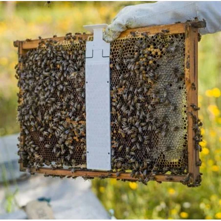 CALISTRIP® BIOX - 10 pasków z kwasem szczawiowym warroza Varroa destructor-8917