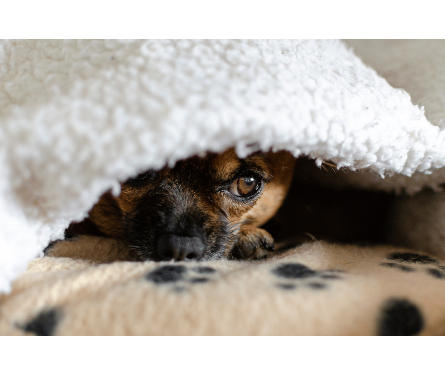 Jak uspokoić psa w czasie burzy lub wizyty gości? Poznaj sprawdzone sposoby!