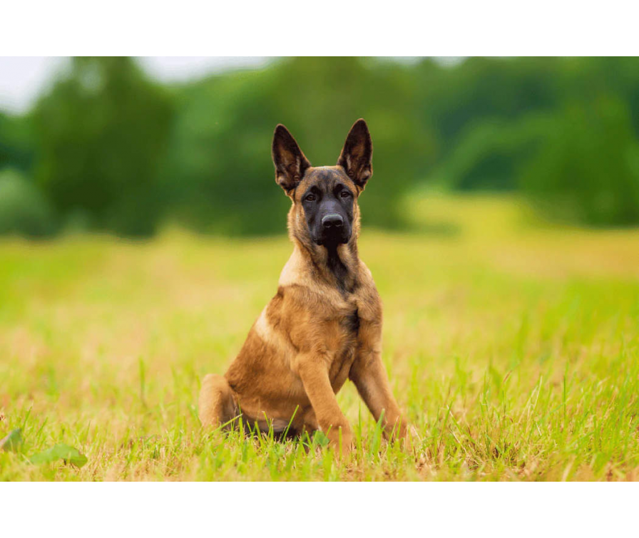 Owczarek belgijski – czy to pies dla Ciebie? Sprawdź!