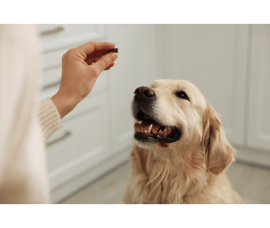 Jaki probiotyk dla psa będzie najlepszy? Podpowiadamy!
