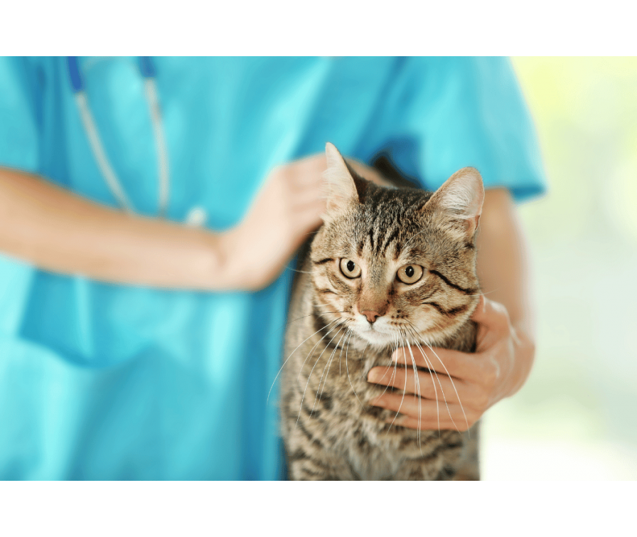 Koci katar – dowiedz się, co powinien wiedzieć każdy opiekun