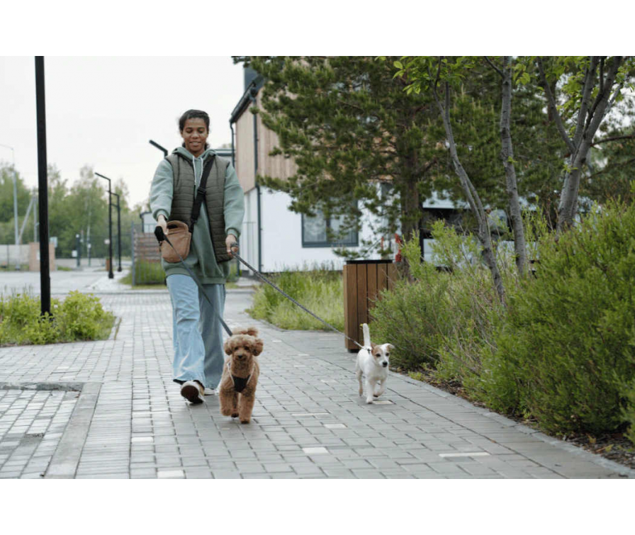 Idealny petsitter – gdzie go szukać i o co pytać na rozmowie?