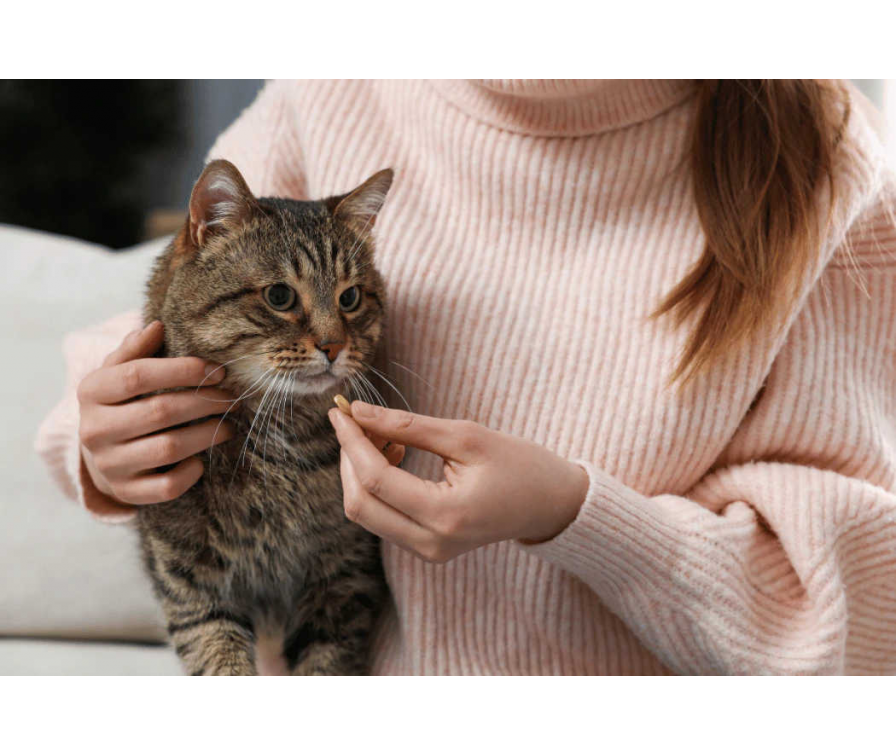 Jaki probiotyk dla kota? Wszystko o dobrych bakteriach dla pupila