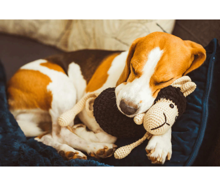 Chrapanie u psa – 9 najczęstszych przyczyn, które warto znać