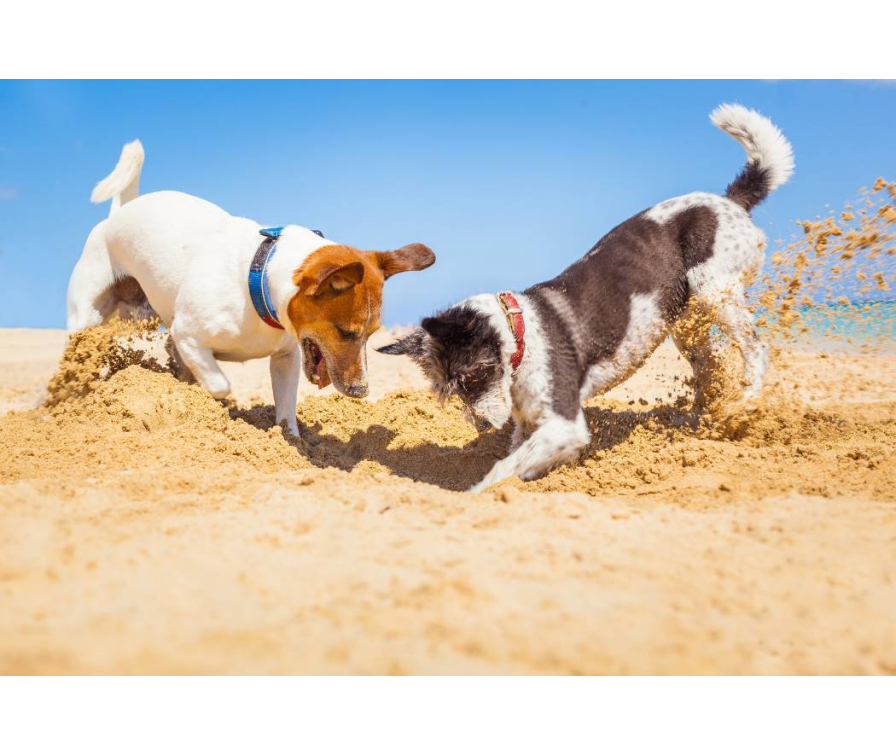 Dlaczego pies kopie dziury? Zrozum zachowanie swojego pupila