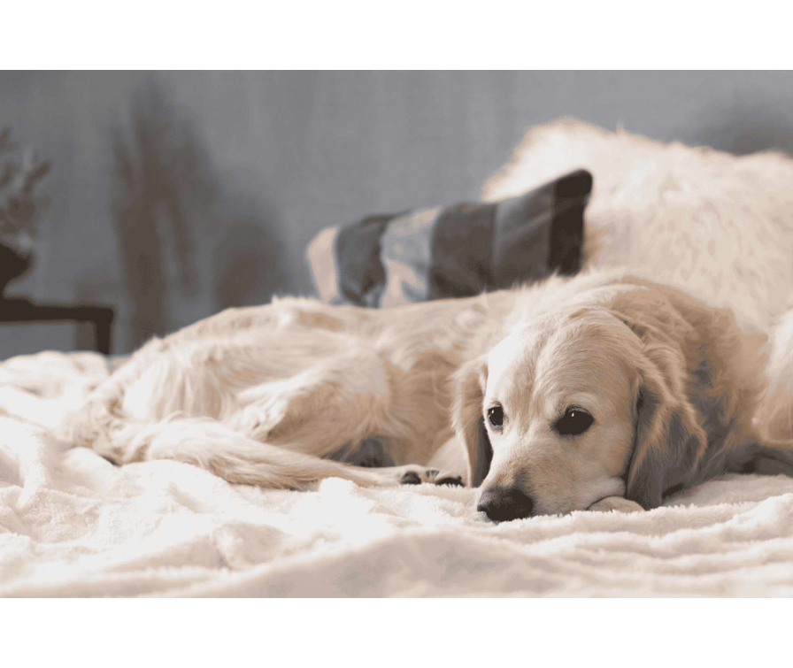 Jak oduczyć psa spania w łóżku bez stresu dla Ciebie i pupila