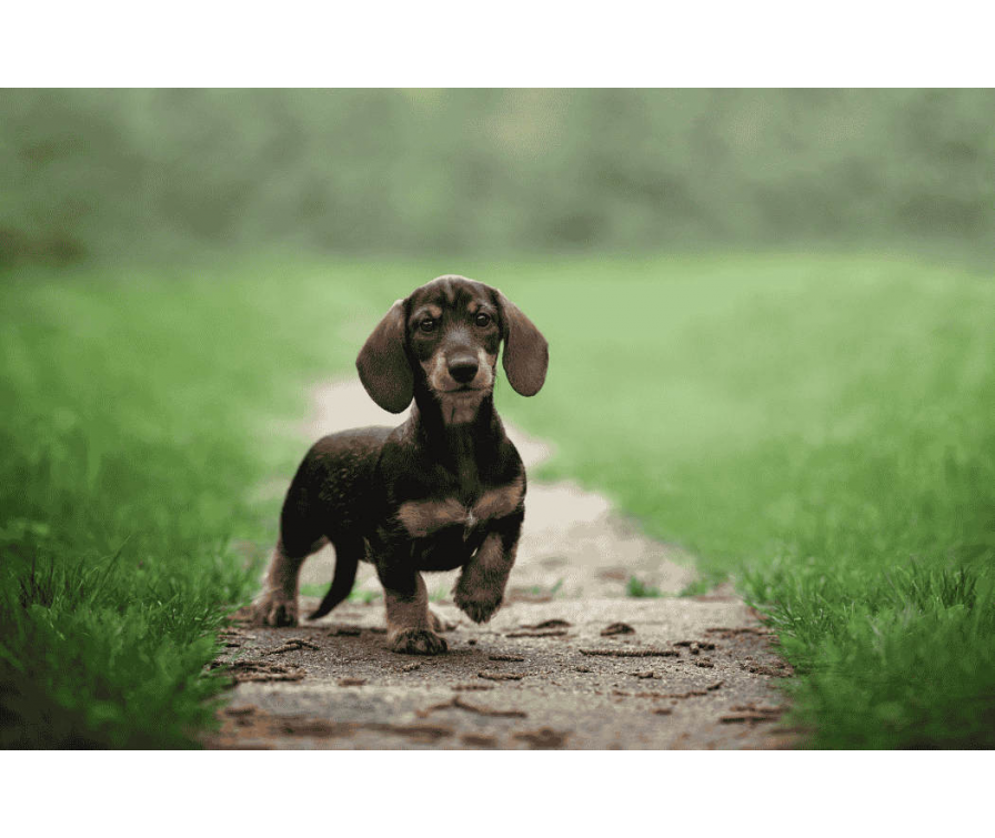 Czy jamniki są mądre? Odkrywamy prawdę o ich sprycie