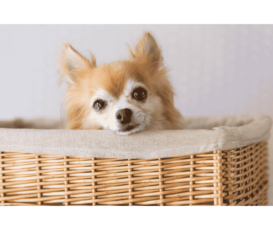 Łzawiące oczy u psa? Sprawdź, co mogą oznaczać te objawy