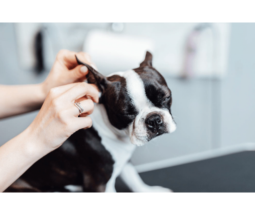 Jak czyścić psu uszy? Najczęstsze pytania i mity