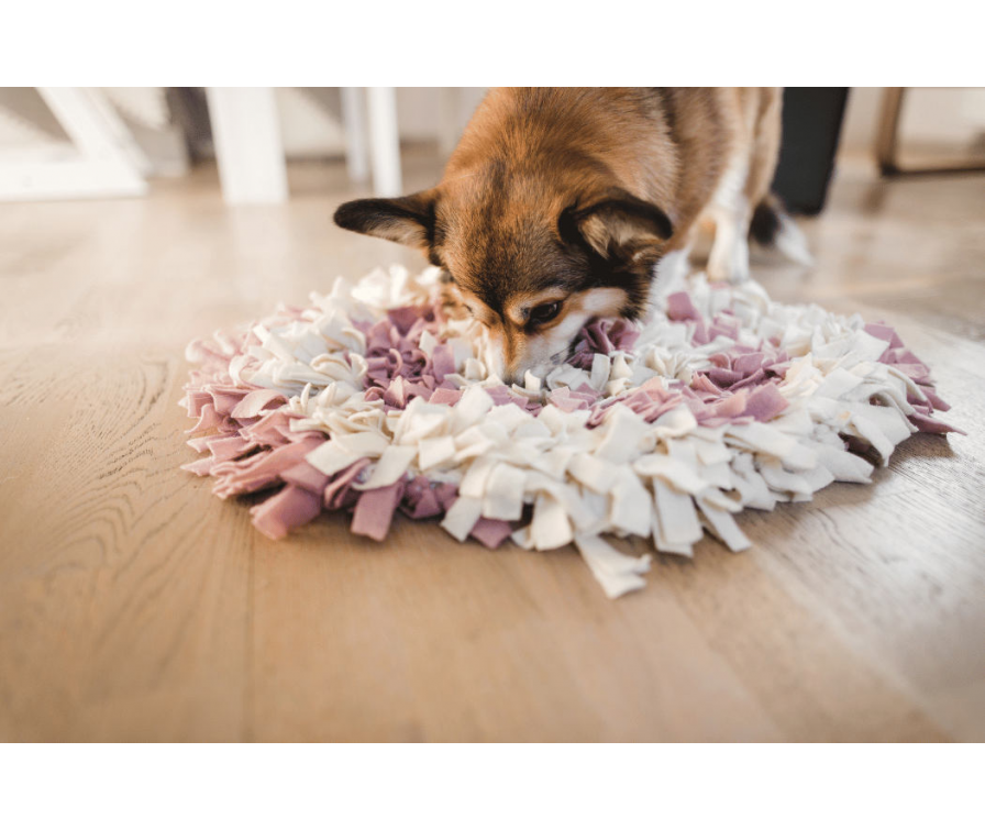 Jak zrobić matę węchową dla psa? Przewodnik DIY