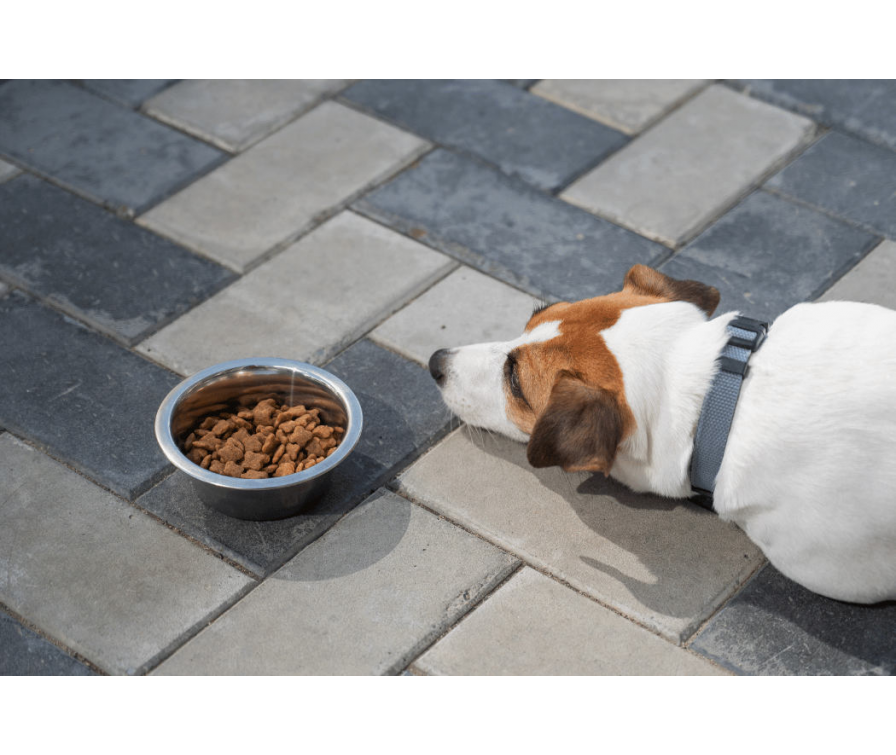 Jak nauczyć psa komendy zostaw? Poznaj sprawdzone sposoby