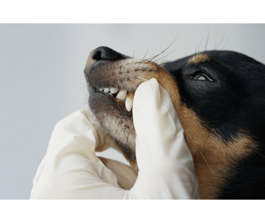 Sprawdź, czym jest kamień nazębny u psa i jak się go pozbyć
