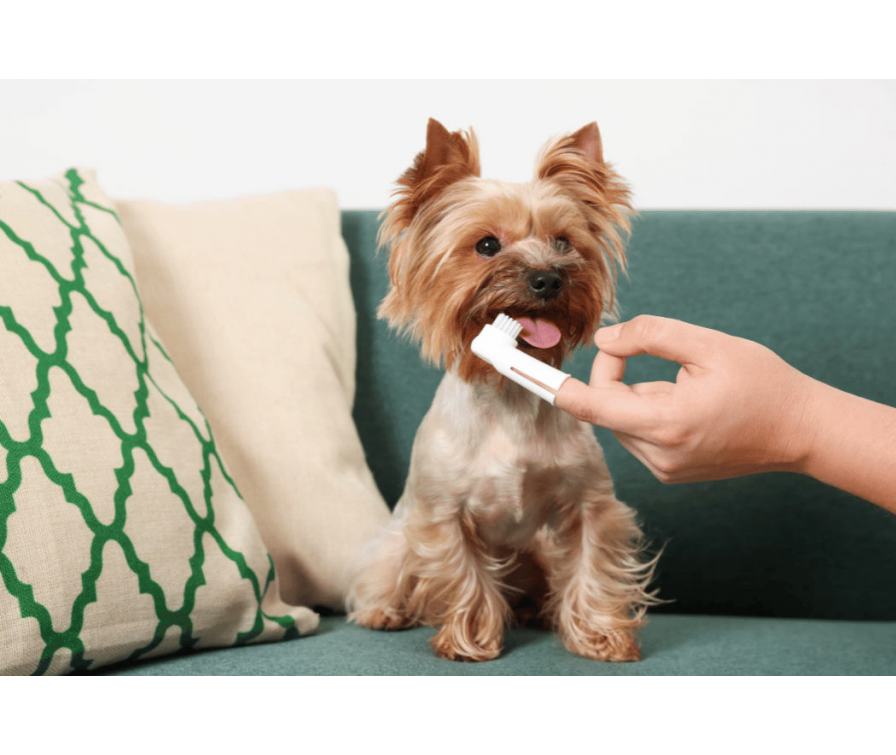 Dowiedz się, czy psu trzeba myć zęby oraz jak często to robić