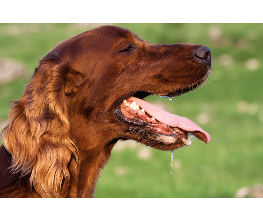 Psu śmierdzi z pyska – czy to może być objaw choroby?