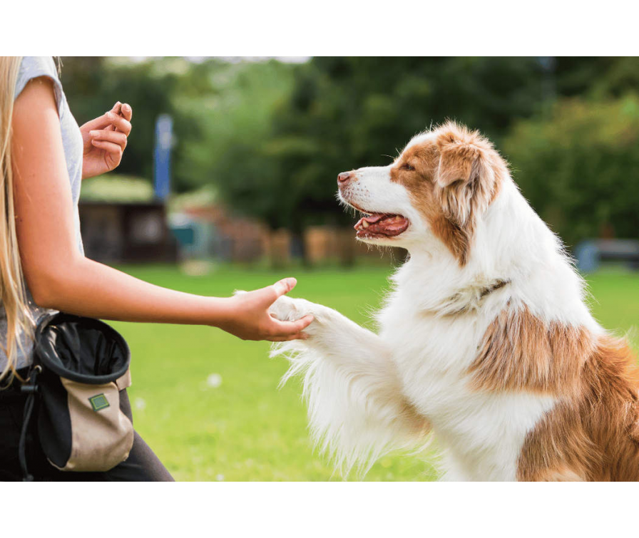 Pozytywne szkolenie psów – co to jest i na czym polega?