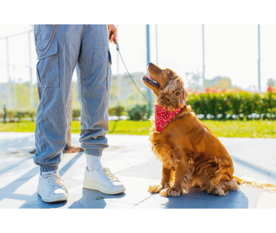 Jak nauczyć psa siad – szybka i bardzo skuteczna nauka