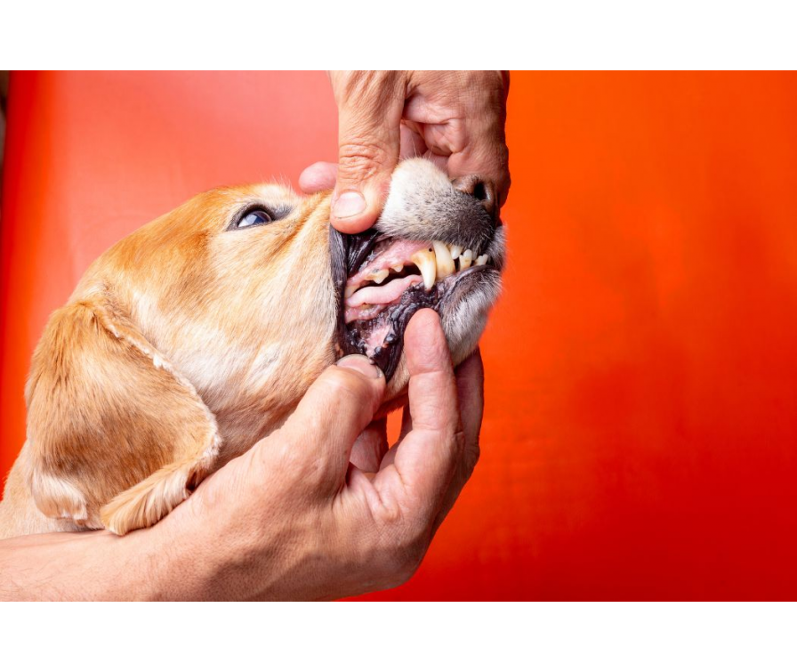 Zapalenie dziąseł u psa – profilaktyka i najczęstsze objawy