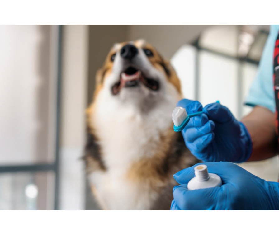 Jak myć psu zęby samemu w domu? Sprawdzone porady