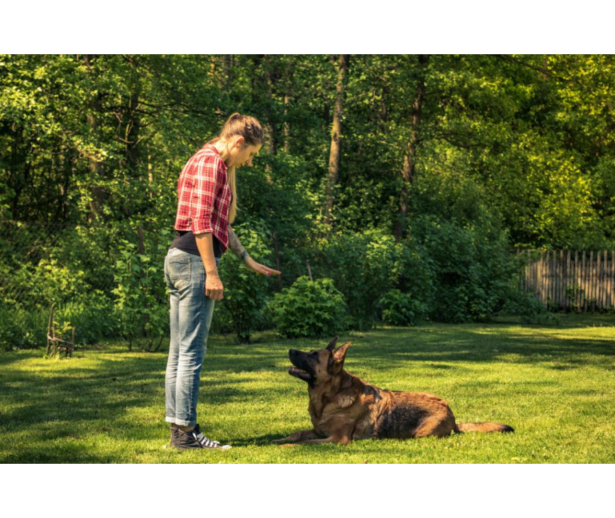 Nauka komendy „waruj”. Jak nauczyć psa leżeć?