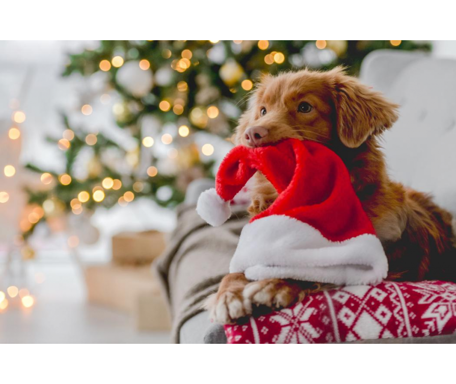 TOP 20 pomysłów na prezent dla psa na święta