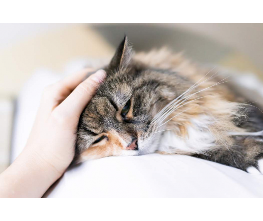 Stres czy dieta? Wyjaśniamy, dlaczego kot wymiotuje