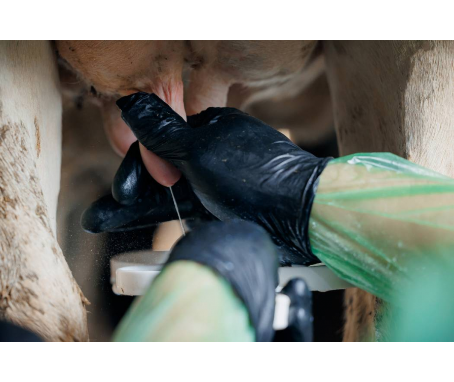 Zapalenie wymienia u bydła, czyli mastitis – jak zapobiegać?