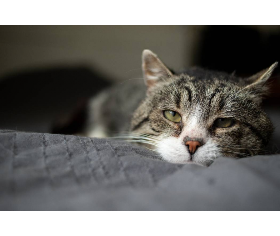 Zatrucie czy stres? Gdy kot wymiotuje wodą i pianą