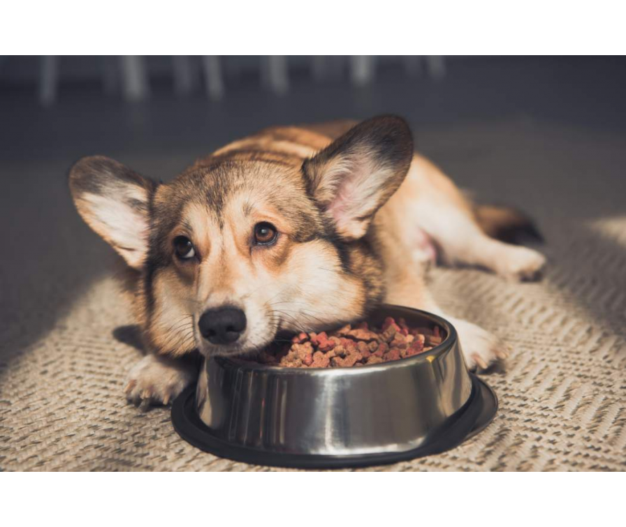 Pies nie chce jeść suchej karmy? Przyczyny i rozwiązania problemu