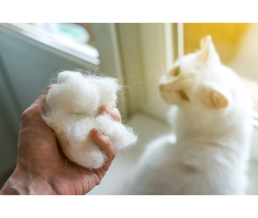 Wypadanie sierści u kota – poznaj 8 najczęstszych przyczyn