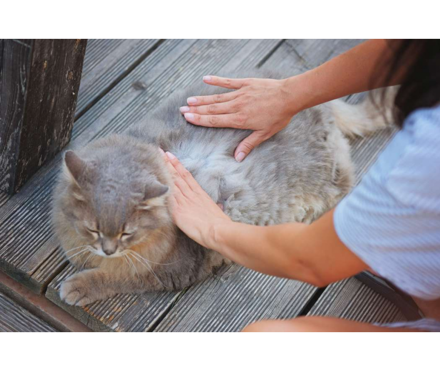 Plackowate wypadanie sierści u kota – 4 możliwe przyczyny