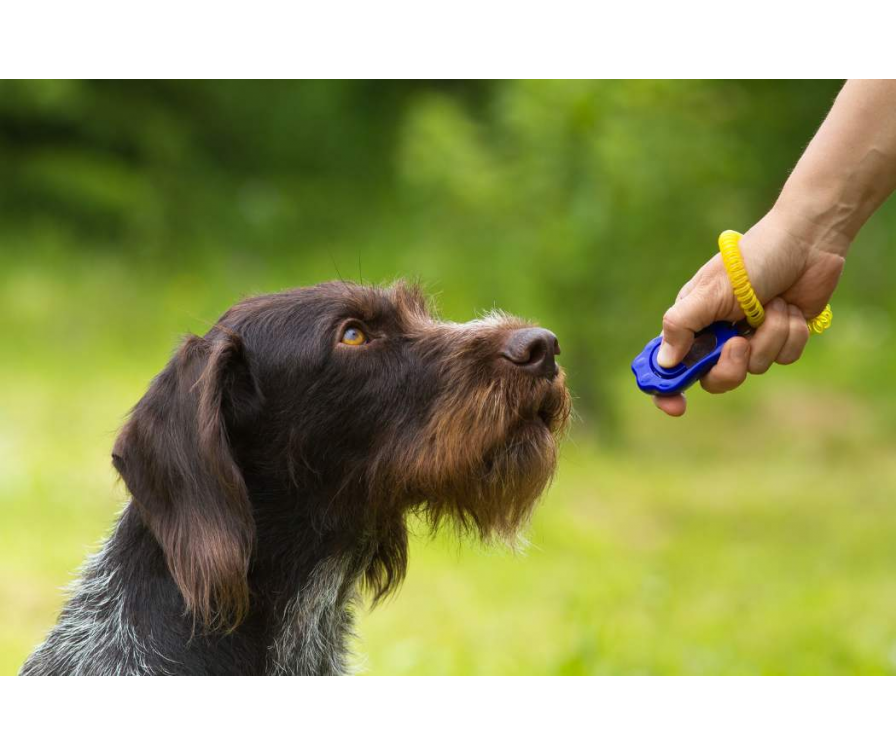 Kliker dla psa – co to jest i jak wykorzystywać go w szkoleniu?