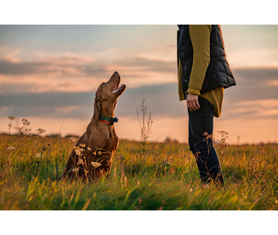 Sprawdź, jak nauczyć psa skupienia uwagi i dlaczego to istotne?