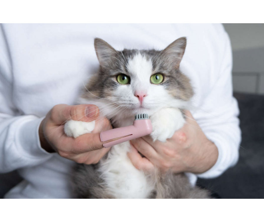 Dowiedz się, jak myć kotu zęby bez stresu i walki