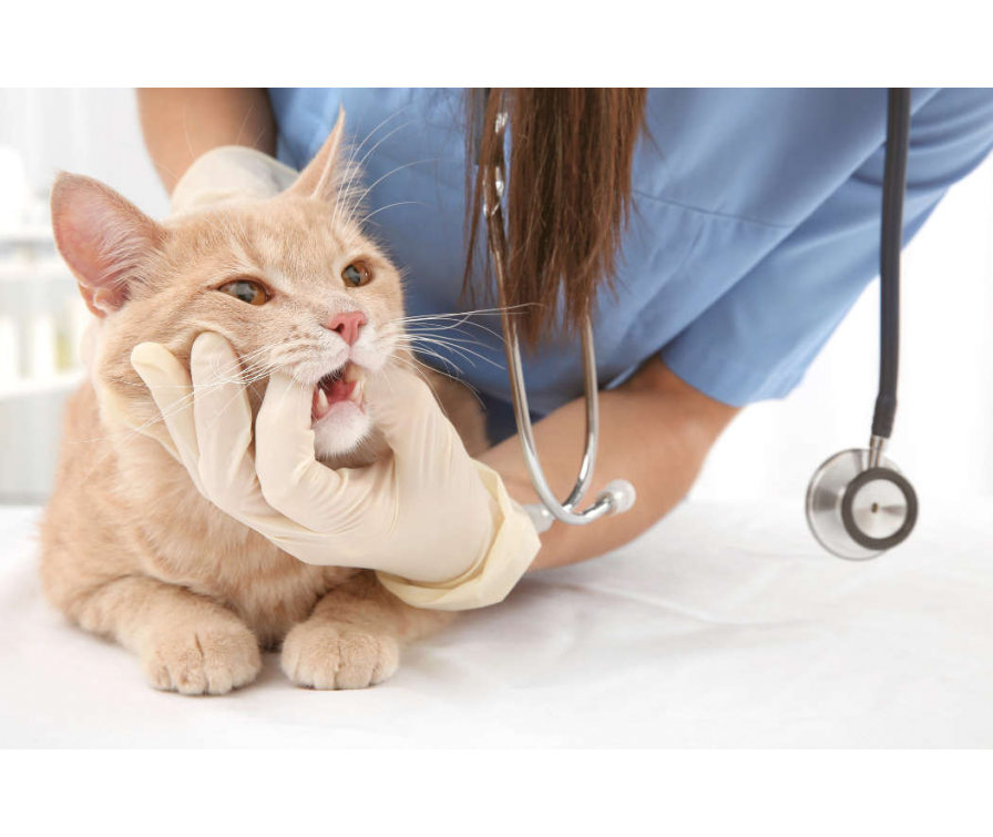 Zapalenie dziąseł u kota – objawy, które powinny Cię zaniepokoić