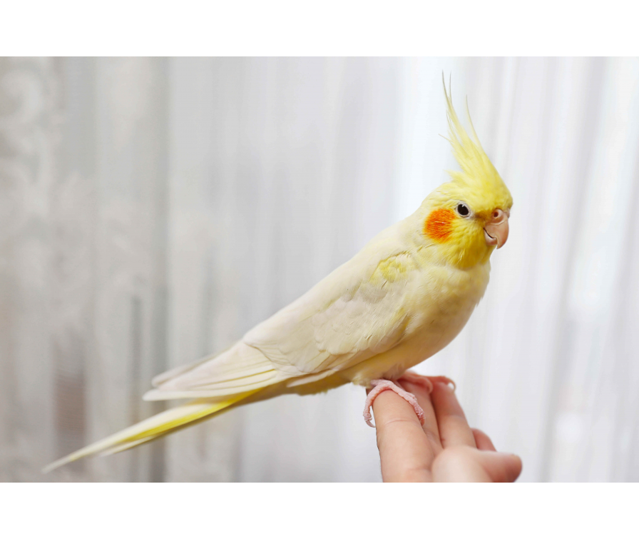 Papuga nimfa – ile żyje? Poznaj 5 faktów o tym gatunku