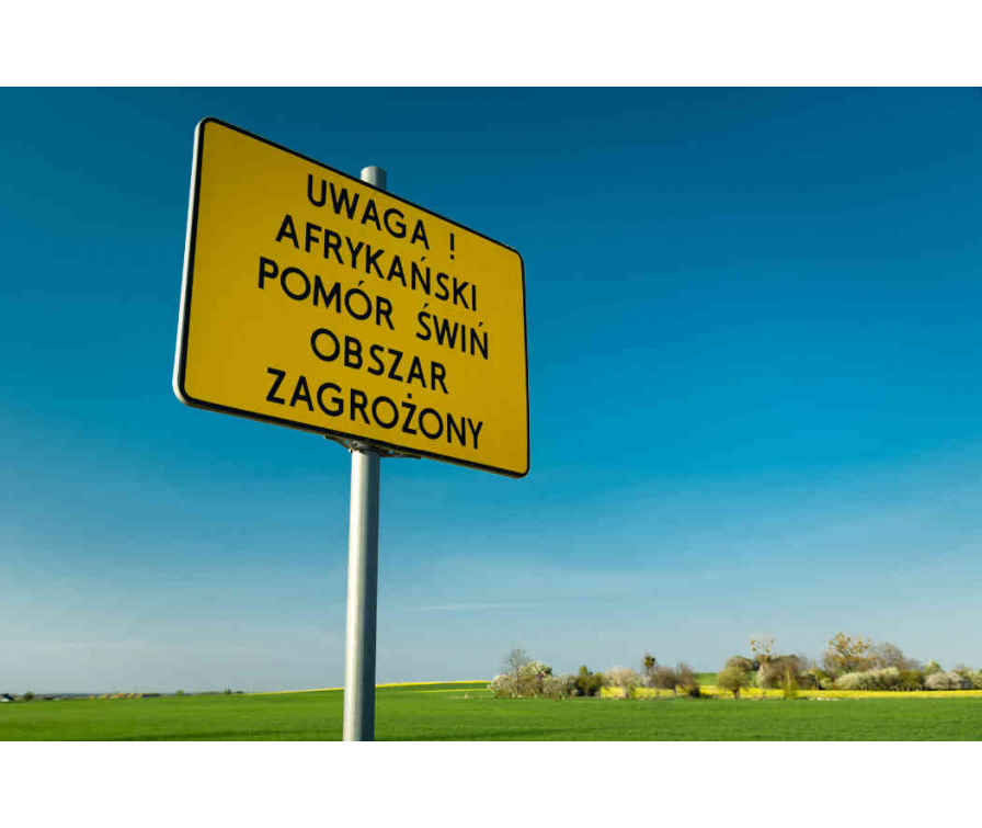 Afrykański pomór świń (ASF) – objawy, drogi zakażenia i ochrona