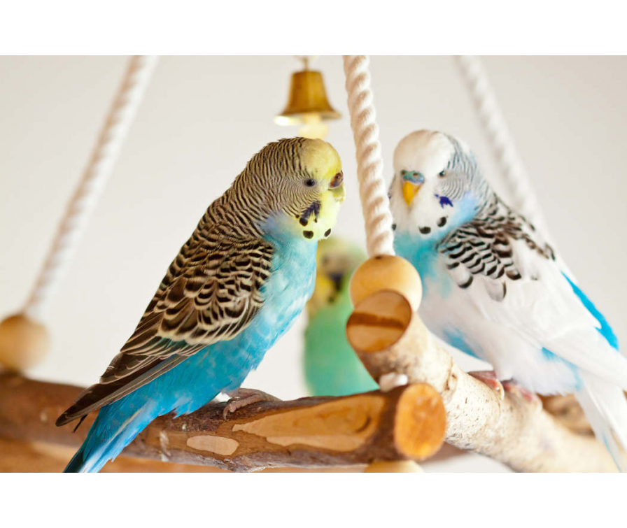 Ile żyją papużki faliste? Poznaj odpowiedź na to oraz inne pytania