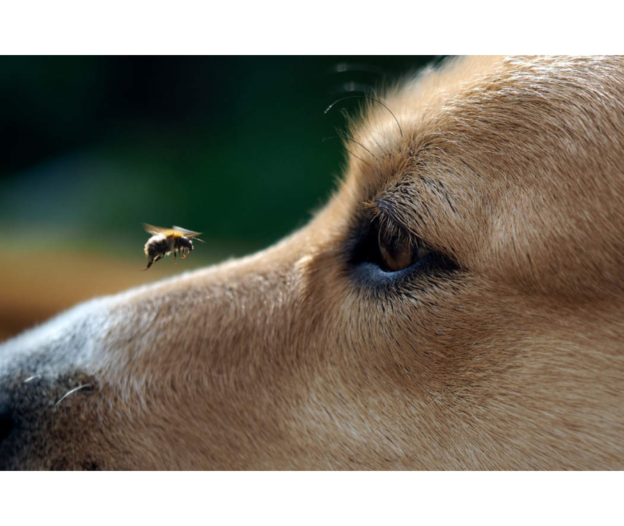 Sprawdź, co zrobić, gdy pies został użądlony przez pszczołę