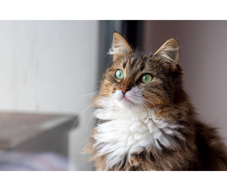 Sposoby na lśniącą sierść u kota