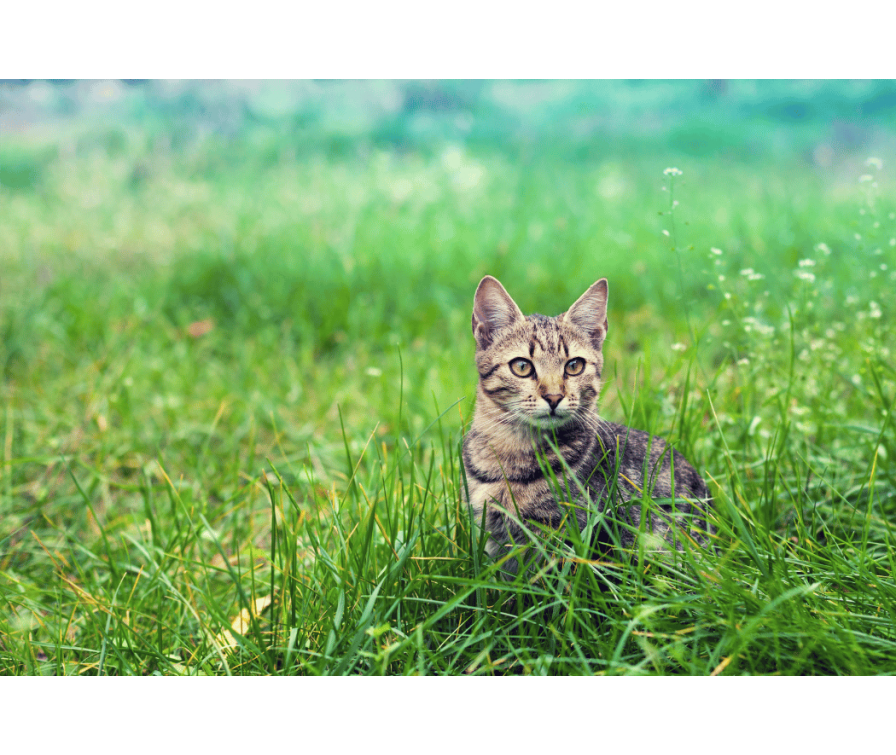 Tasiemiec u kota, czyli cichy wróg w organizmie Twojego pupila
