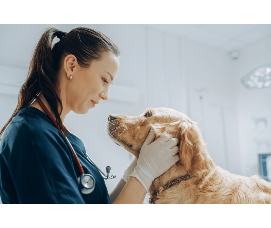 Tasiemiec u psa – jak uchronić przed nim pupila?