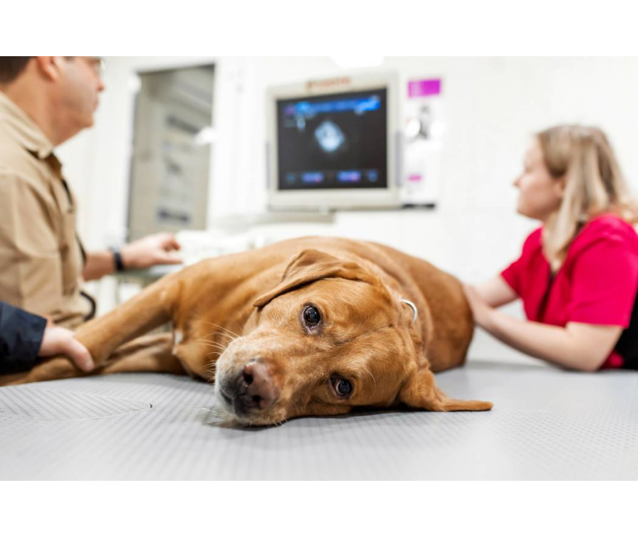 Objawy chorej wątroby u psa