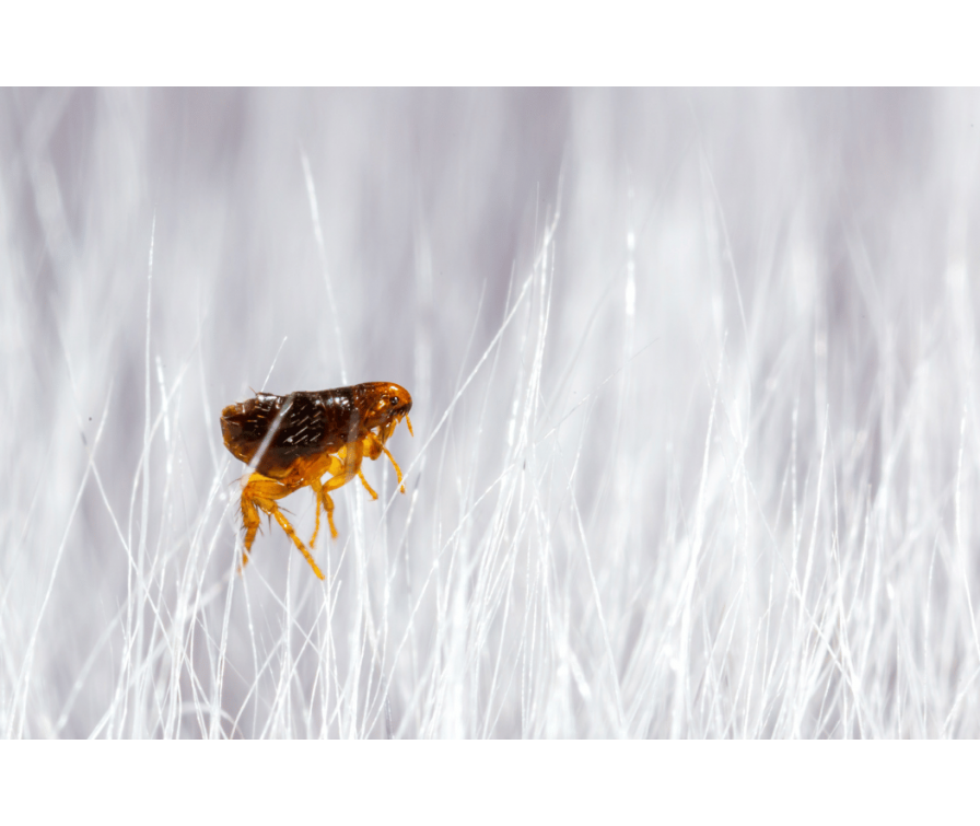 Pchły u psa – jak rozpoznać i skutecznie zwalczać? Sprawdź!