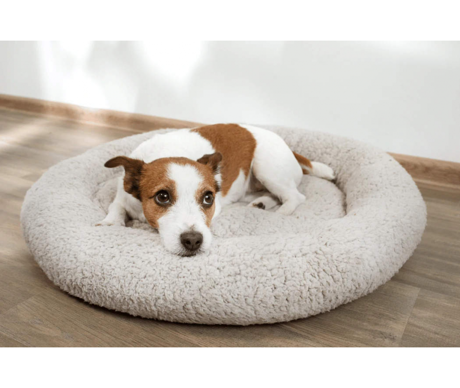 Cieczka u psa – objawy, czyli co powinieneś wiedzieć jako opiekun