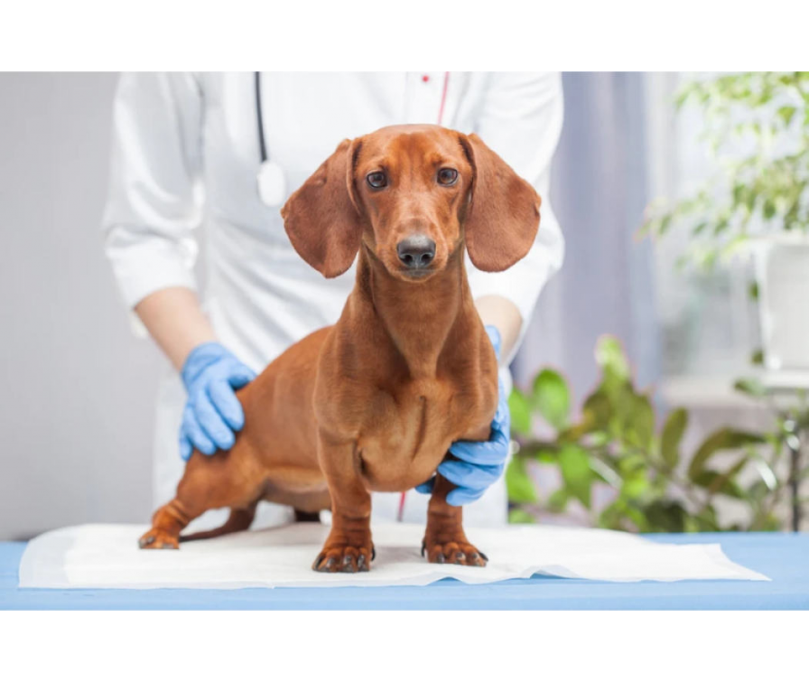 Sprawdź, jak odpowiednio zadbać o gruczoły odbytowe u psa