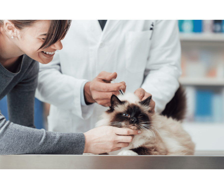 Szczepienie kota – jakie i kiedy? Informacje w pigułce!