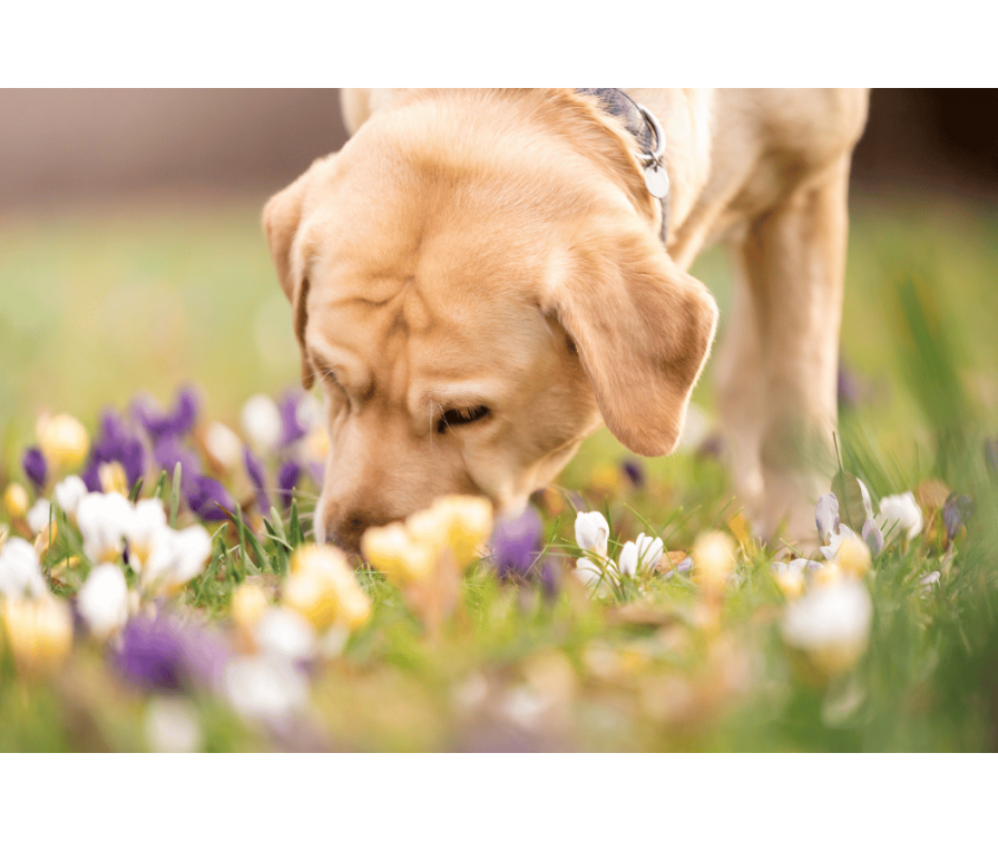 Nosework – co to jest i jak zacząć trenować ze swoim psem?