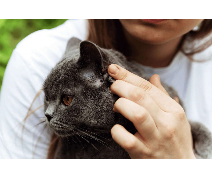 Kleszcze u kota – jak je usunąć i im przeciwdziałać?